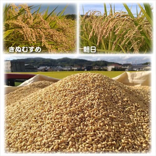 令和7年産 希少米 緑肥＆有機肥料 特別栽培米【朝日】10キロ