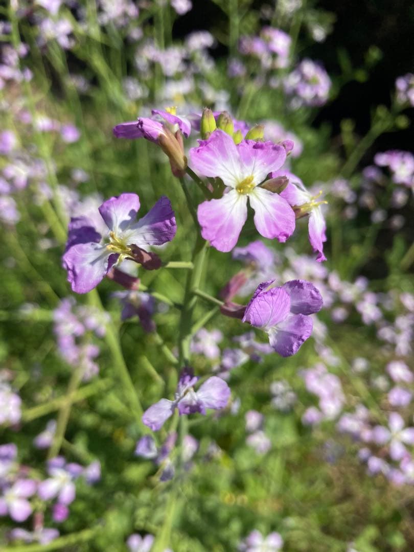 onemu77 ニホンミツバチ　生ハチミツ　日本蜜蜂　1120g