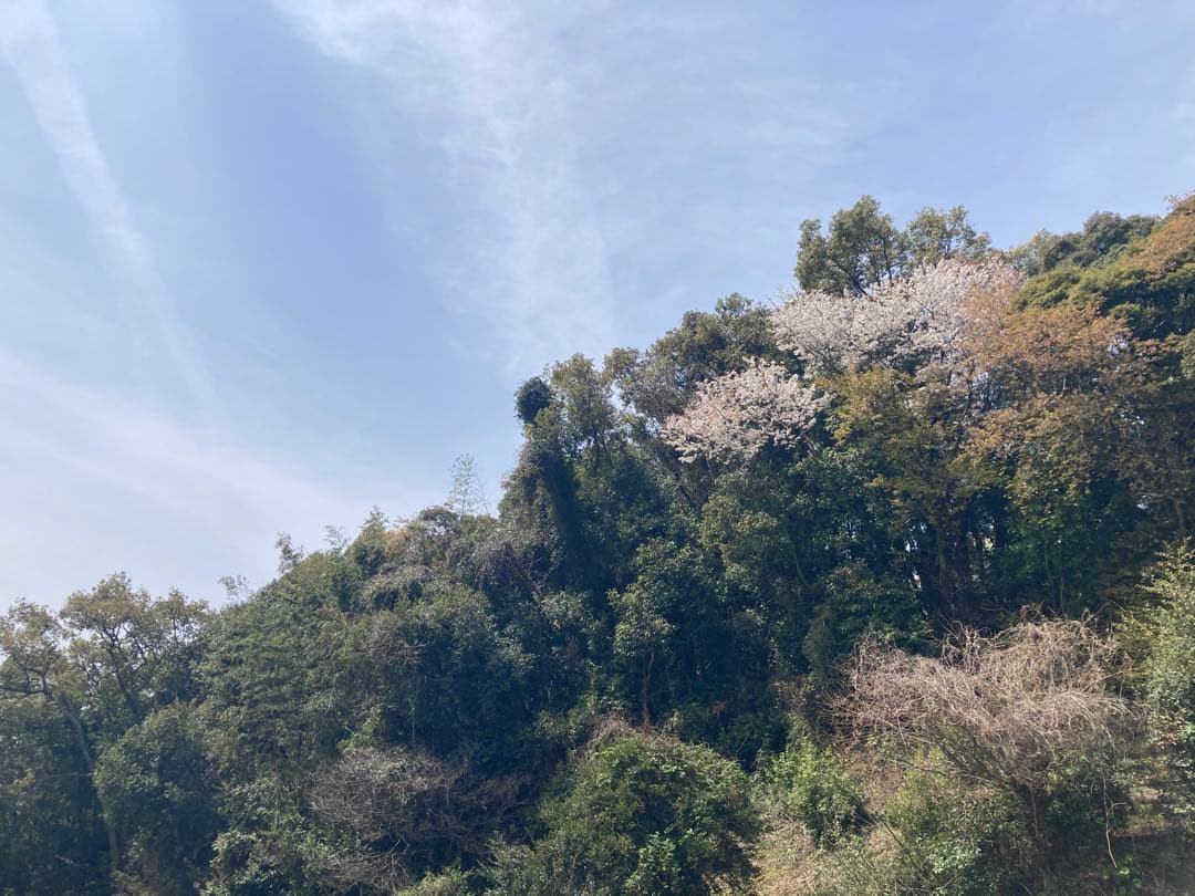 onemu77 ニホンミツバチ　生ハチミツ　日本蜜蜂　1120g