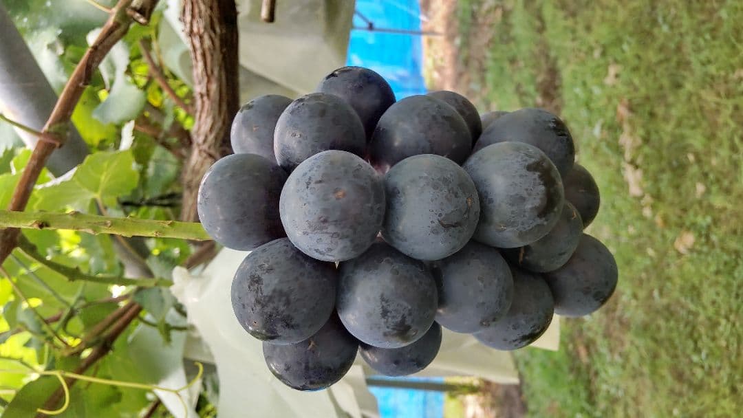 専用ページ！ 「ナガノパープル」「シャインマスカット」秀品 各2房入り