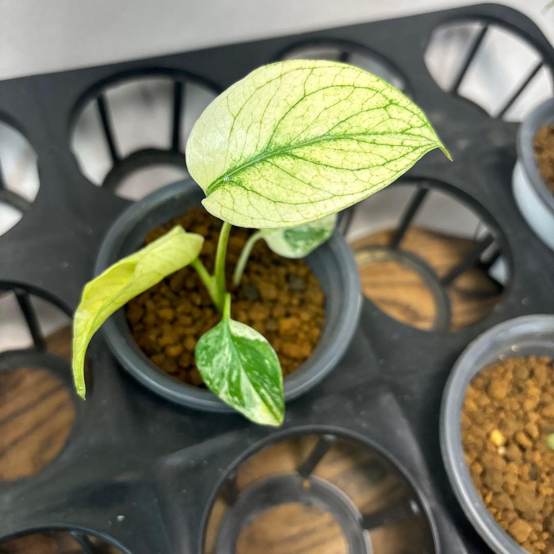 ぴ*く様 5株セットms40【特別選抜】ホワイトモンスター／天津蘭 モンステラ斑