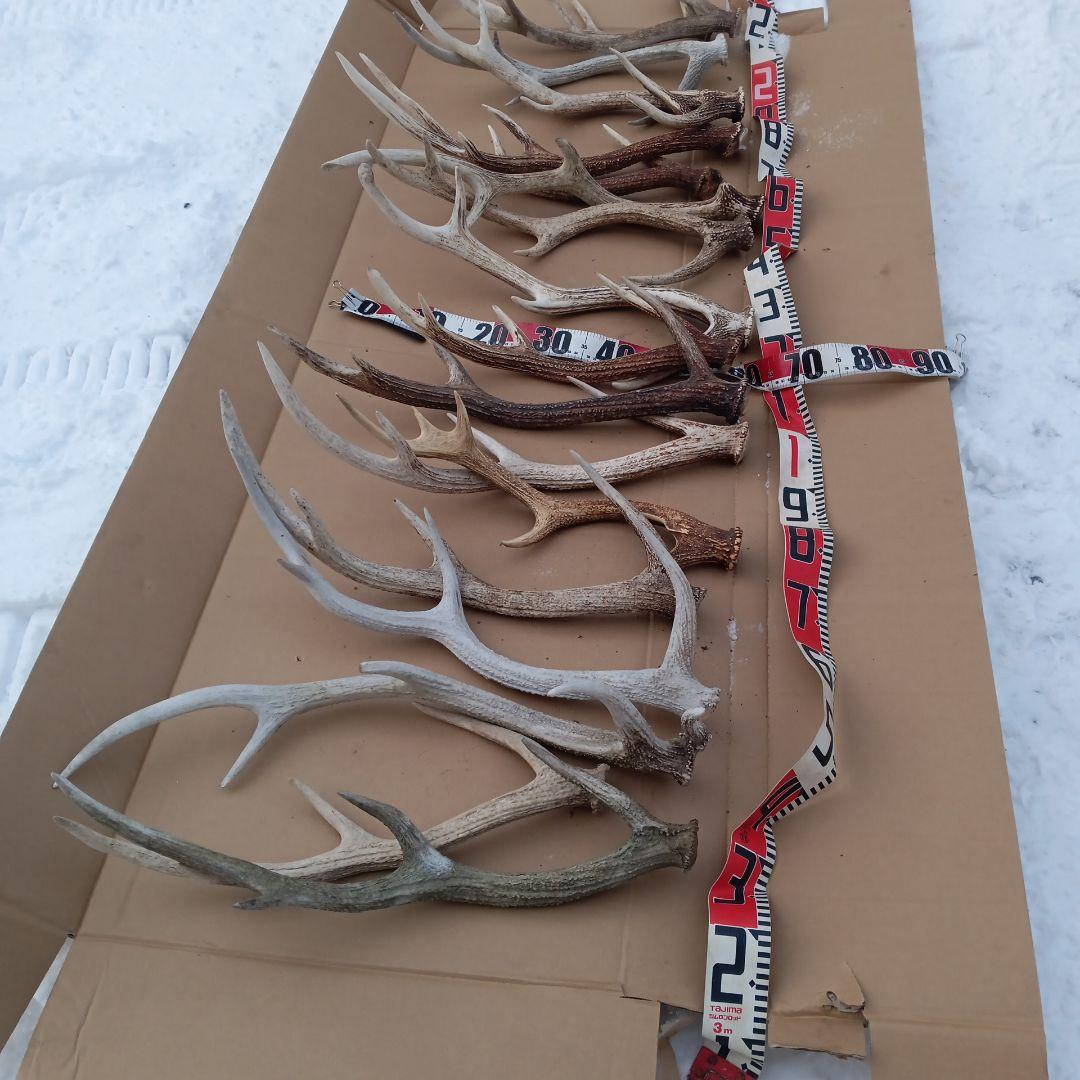 ク*ト様 鹿の角 　犬のおもちゃ、工芸品などにどうぞ　２８番
