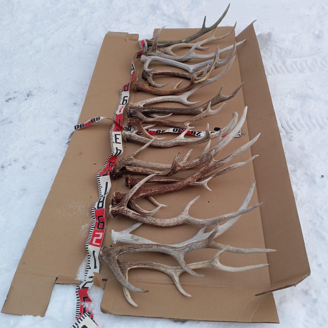 ク*ト様 鹿の角 　犬のおもちゃ、工芸品などにどうぞ　２８番