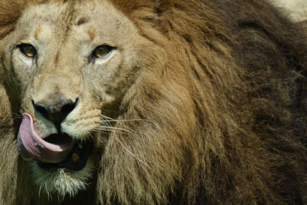 TAMRON 150-500mm F5-6.7 Xマウント VXD