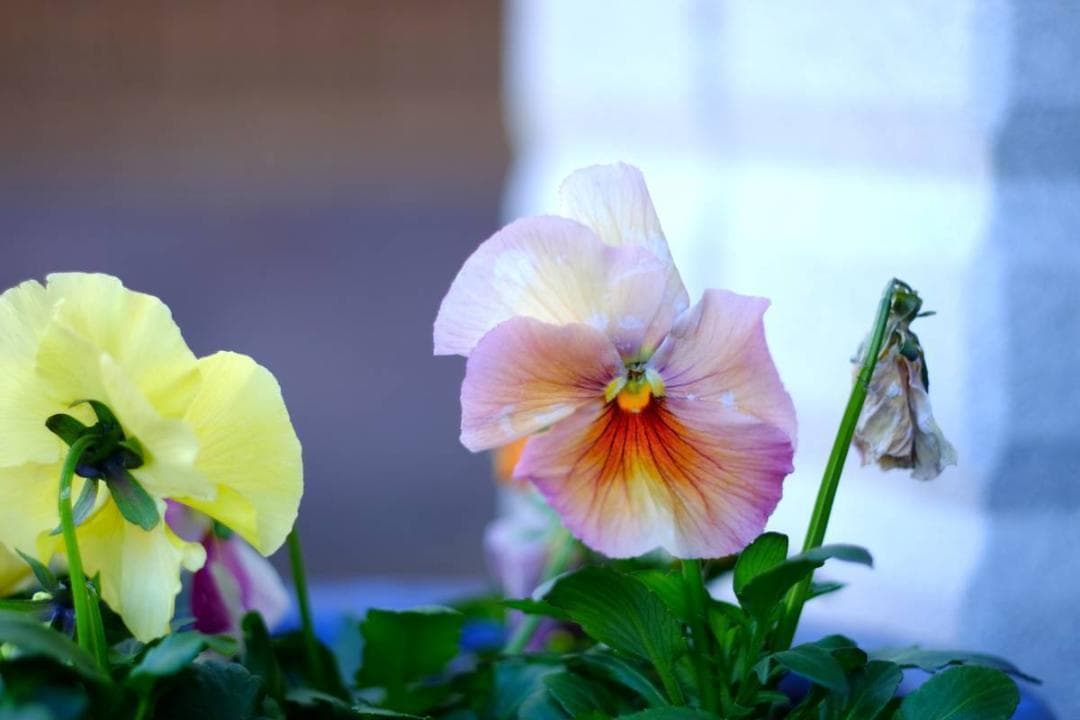 ★人気！超美品★EBC FUJINON フジノン 55mm F1.8 M42