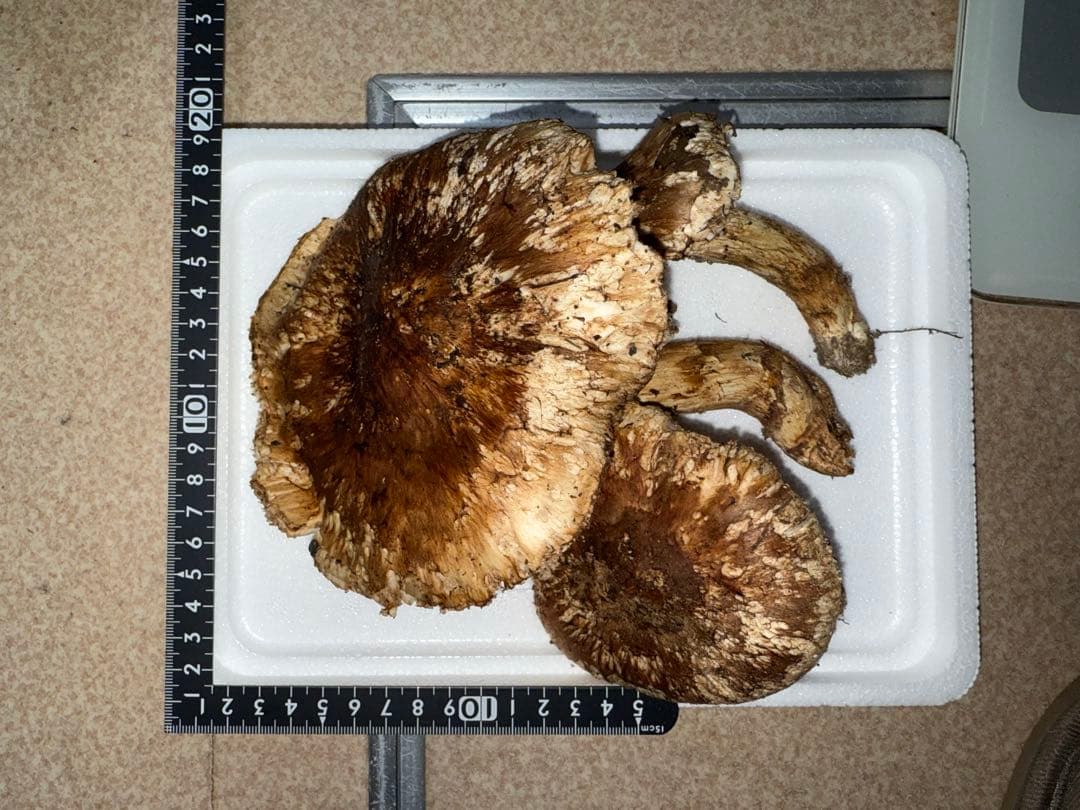 【訳あり商品】広島県産松茸231g＋アカヤマドリ201g