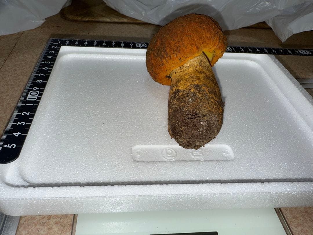 【訳あり商品】広島県産松茸231g＋アカヤマドリ201g