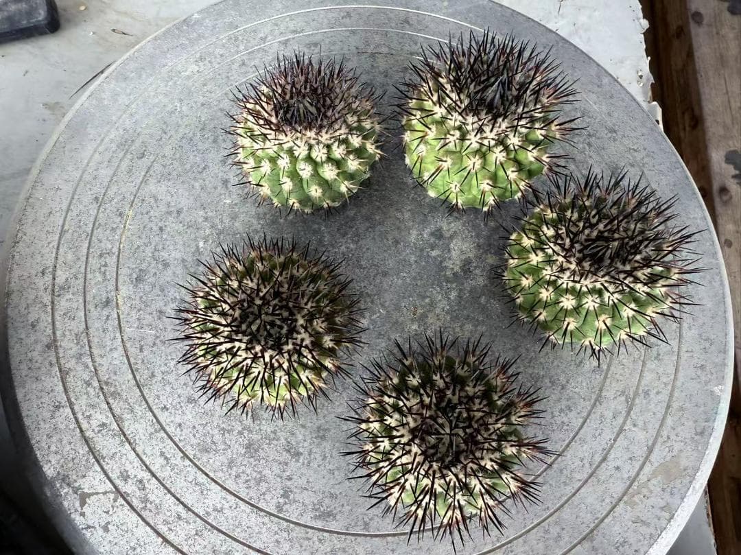 S*i様 コピアポア Copiapoa cinerea 黒王丸 強刺 5株 ③