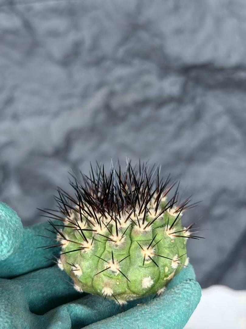 S*i様 コピアポア Copiapoa cinerea 黒王丸 強刺 5株 ③