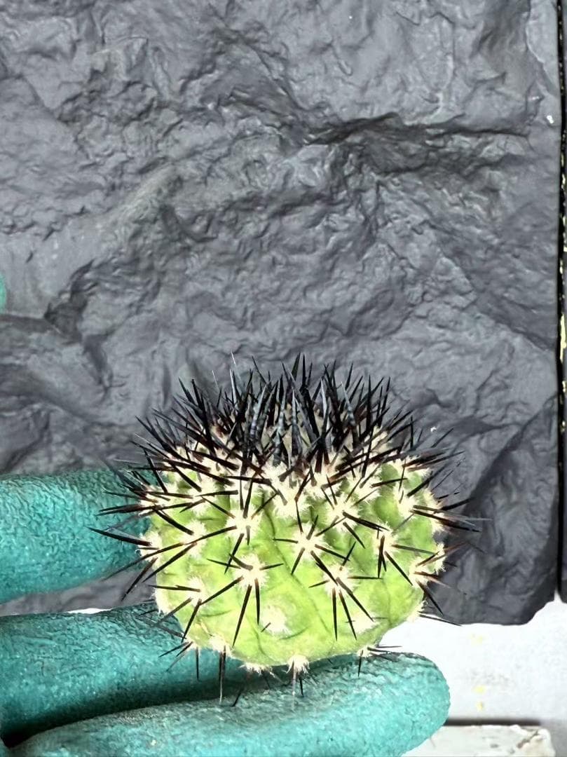 S*i様 コピアポア Copiapoa cinerea 黒王丸 強刺 5株 ③