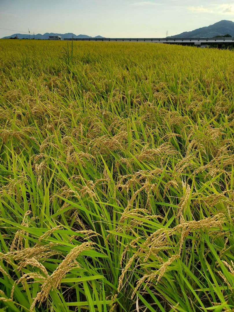 【令和7年新米】兵庫県淡路島産キヌヒカリ精米後15キロ(低農薬白米)農家直送