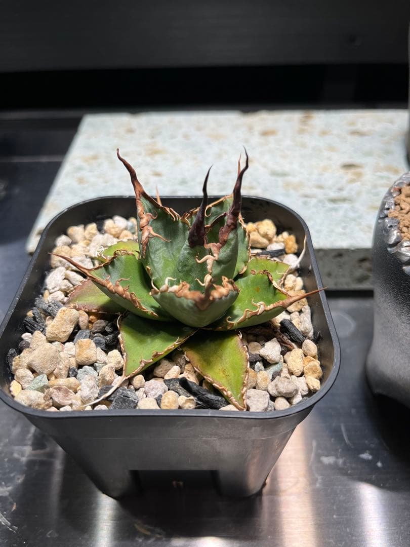 【極上ハイブリッド】アガベ エボリスピナ × ブラック＆ブルー（B&B）