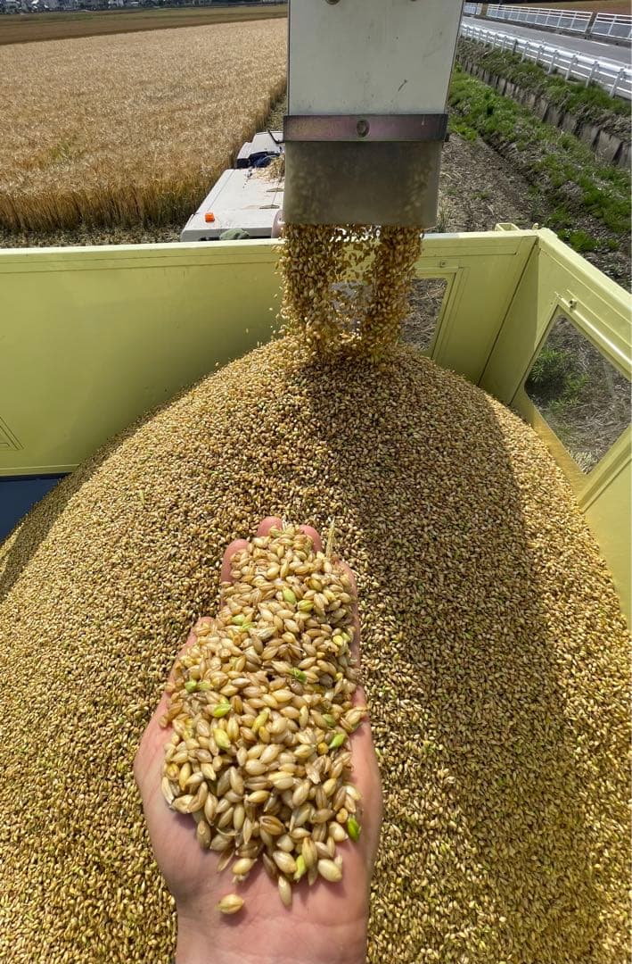 送料込み！10kg もち麦　キラリモチ　大麦　健康