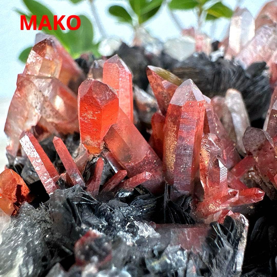 M1794☆アイアンローズ共生赤水晶クラスター1.7Kg☆広東省産☆N20720