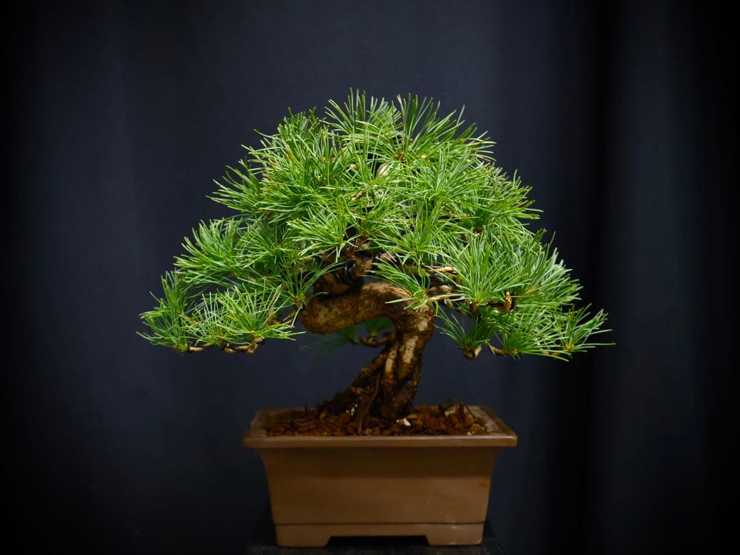 い*ん様 300人記念オークション　五葉松 小品盆栽 盆栽　樹高19cm 模様木