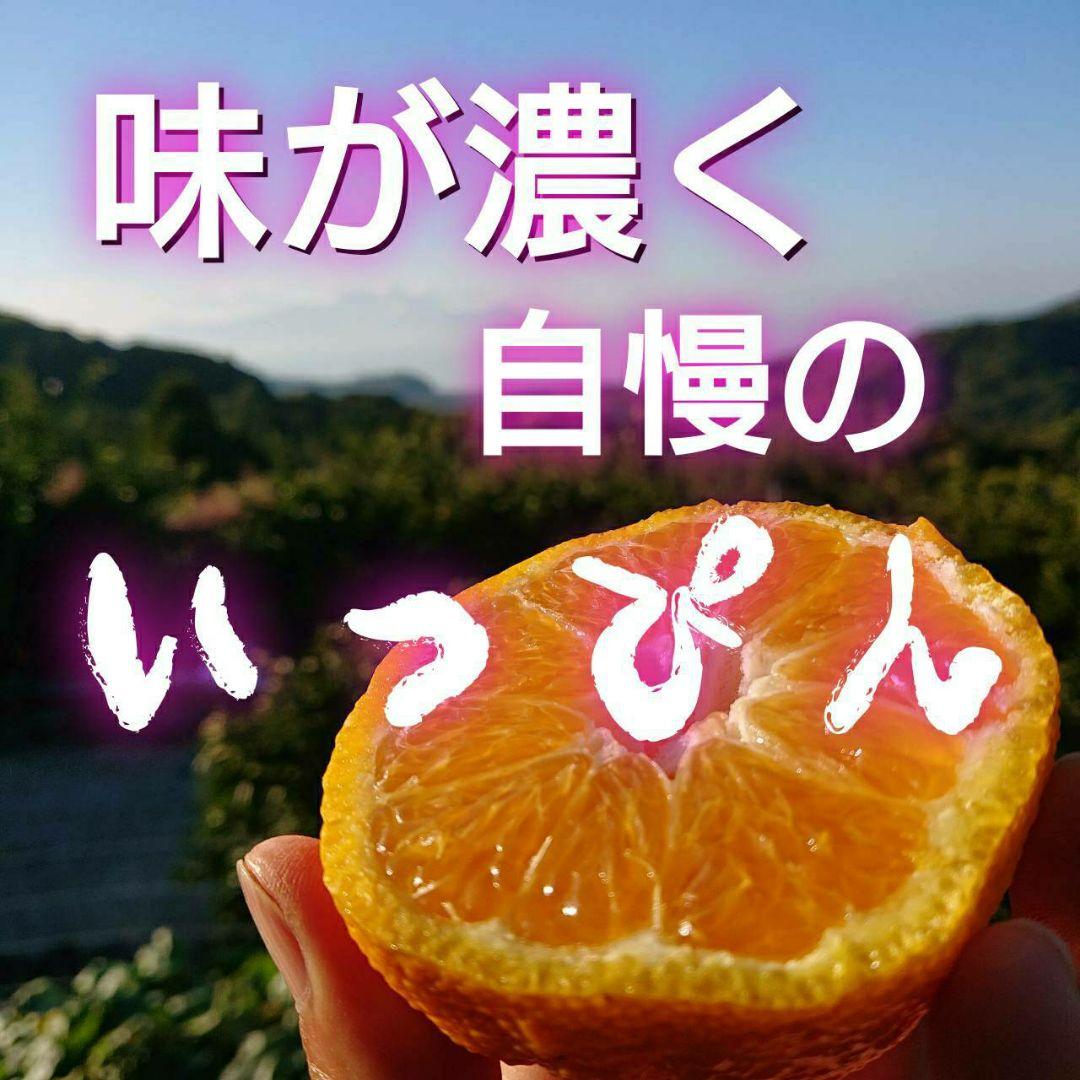 超お得な 18kg 熊本産不知火デコポン 味恋みかん 超人気(^o^)