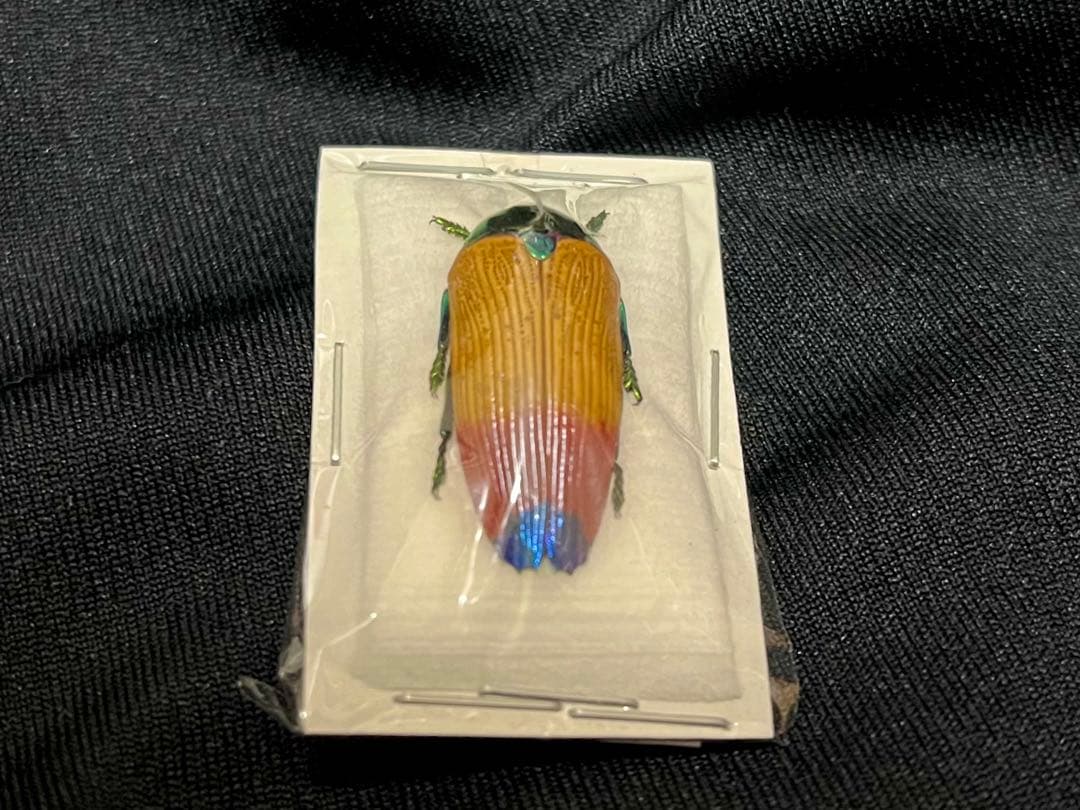 【ラスト1匹のみ】珍品・ムカシタマムシの一種 標本 タマムシ 昆虫標本