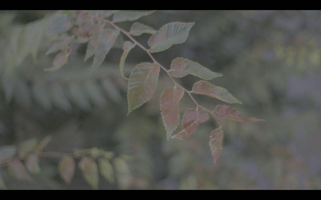 レンズ(単焦点) Mayer optik gorlitz Domiron 50mm f2 m42