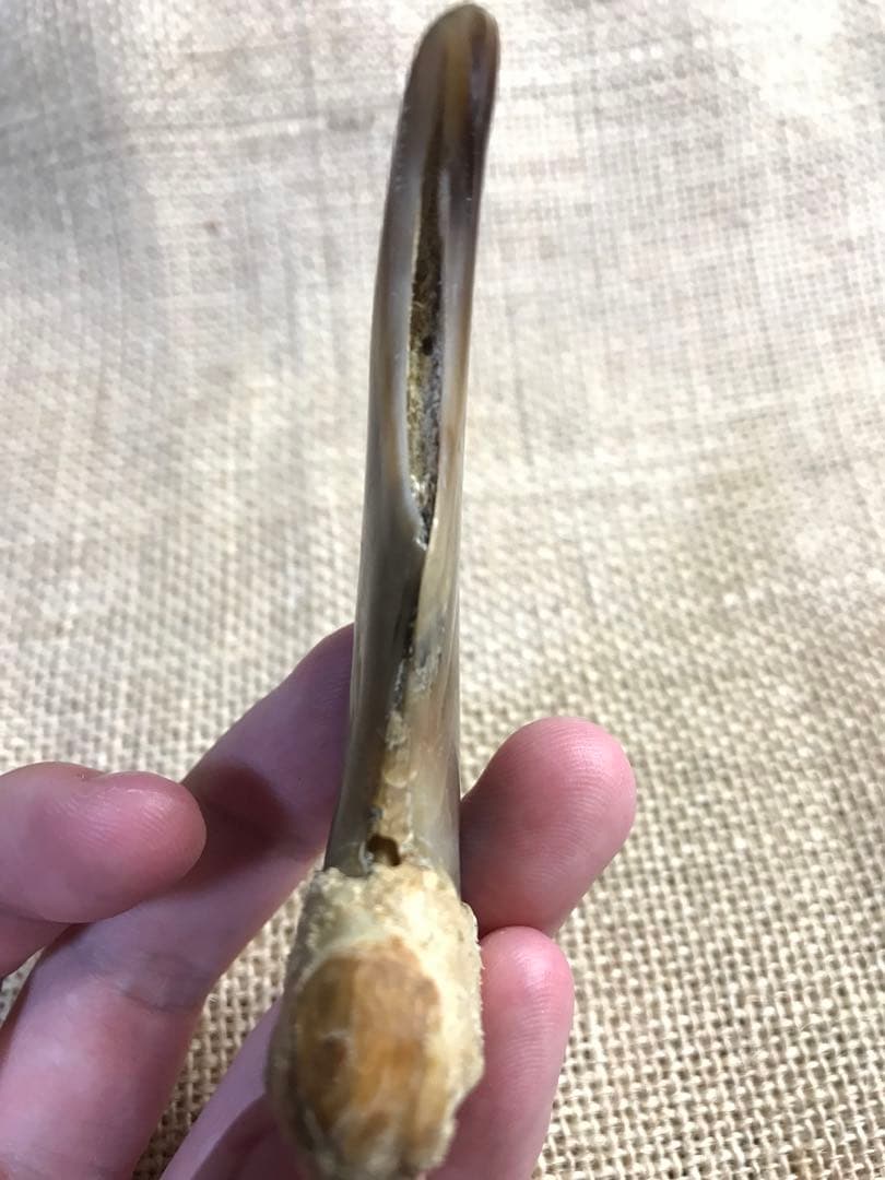 金毛　ヒグマ　巨大　爪　熊の爪