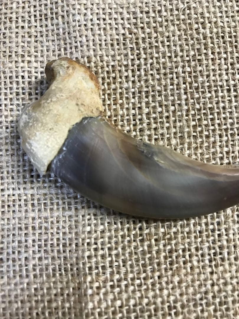 金毛　ヒグマ　巨大　爪　熊の爪