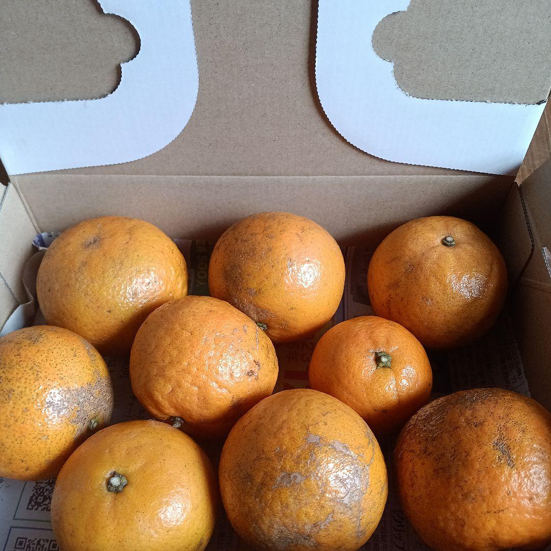 タンカン　自然栽培