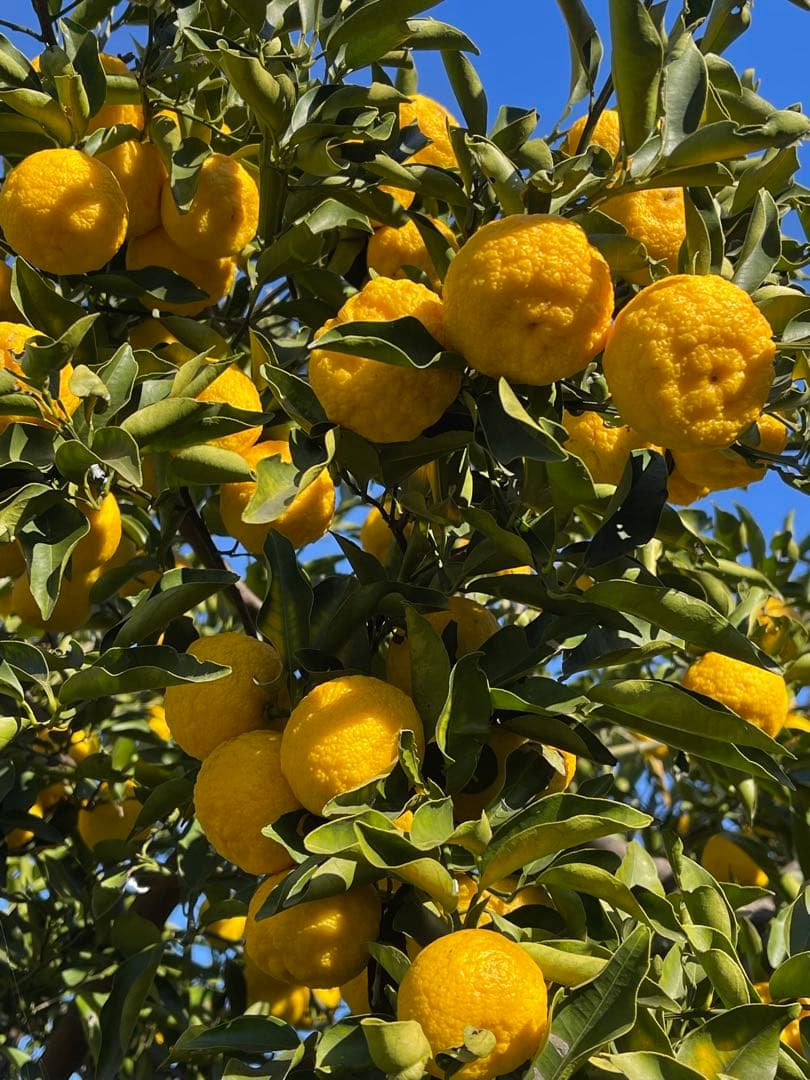 柚子　花柚子　箱の重さ込み10キロ　発送日に収穫します