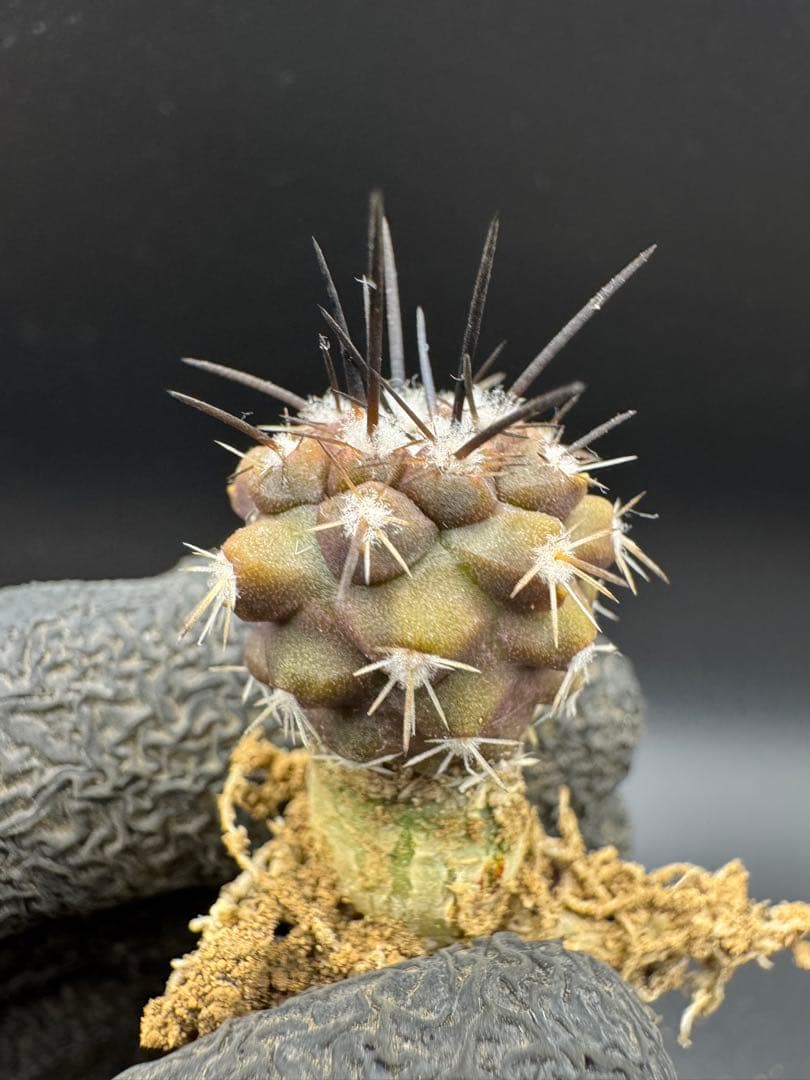 Yu-様 リクエスト 5点 まとめ商品