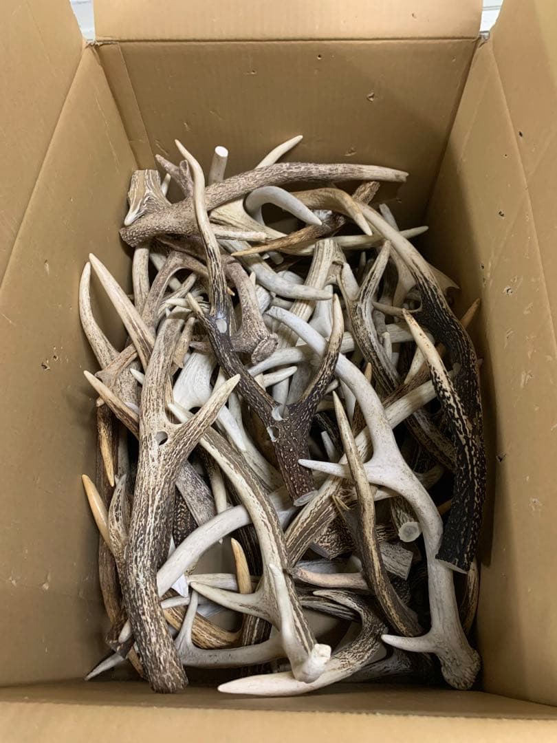 25kg 鹿の角　エゾシカ　角 端材　アクセサリー　パーツ素材