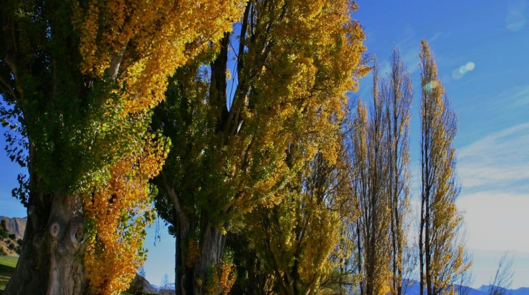 あ様　CANON　EOS　KissX　広角から望遠まで　初心者　一眼レフ