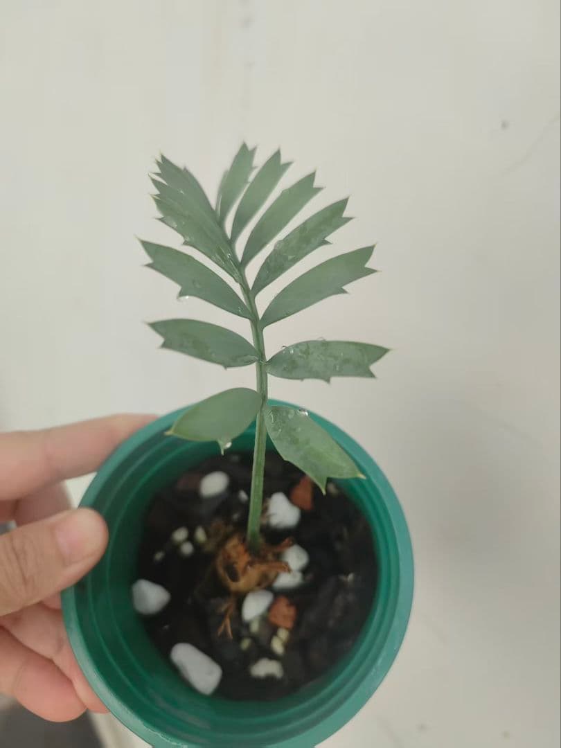 ぐ*ん様 376新鮮な種 エンセファラルトス・ホリダス 種子2粒