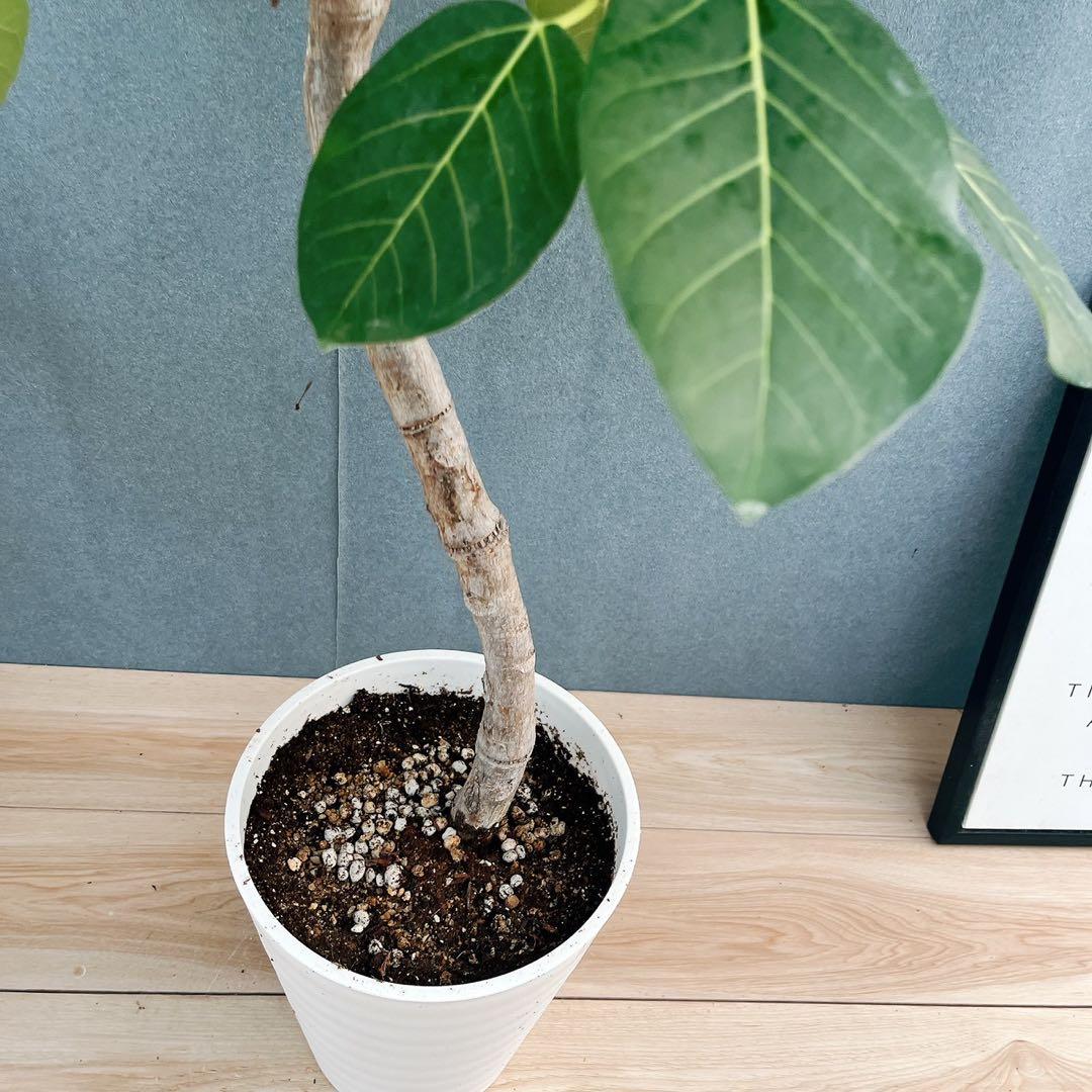 ［現品］【希少】86番　フィカスグランディス　8号　観葉植物　室内　大型　レア