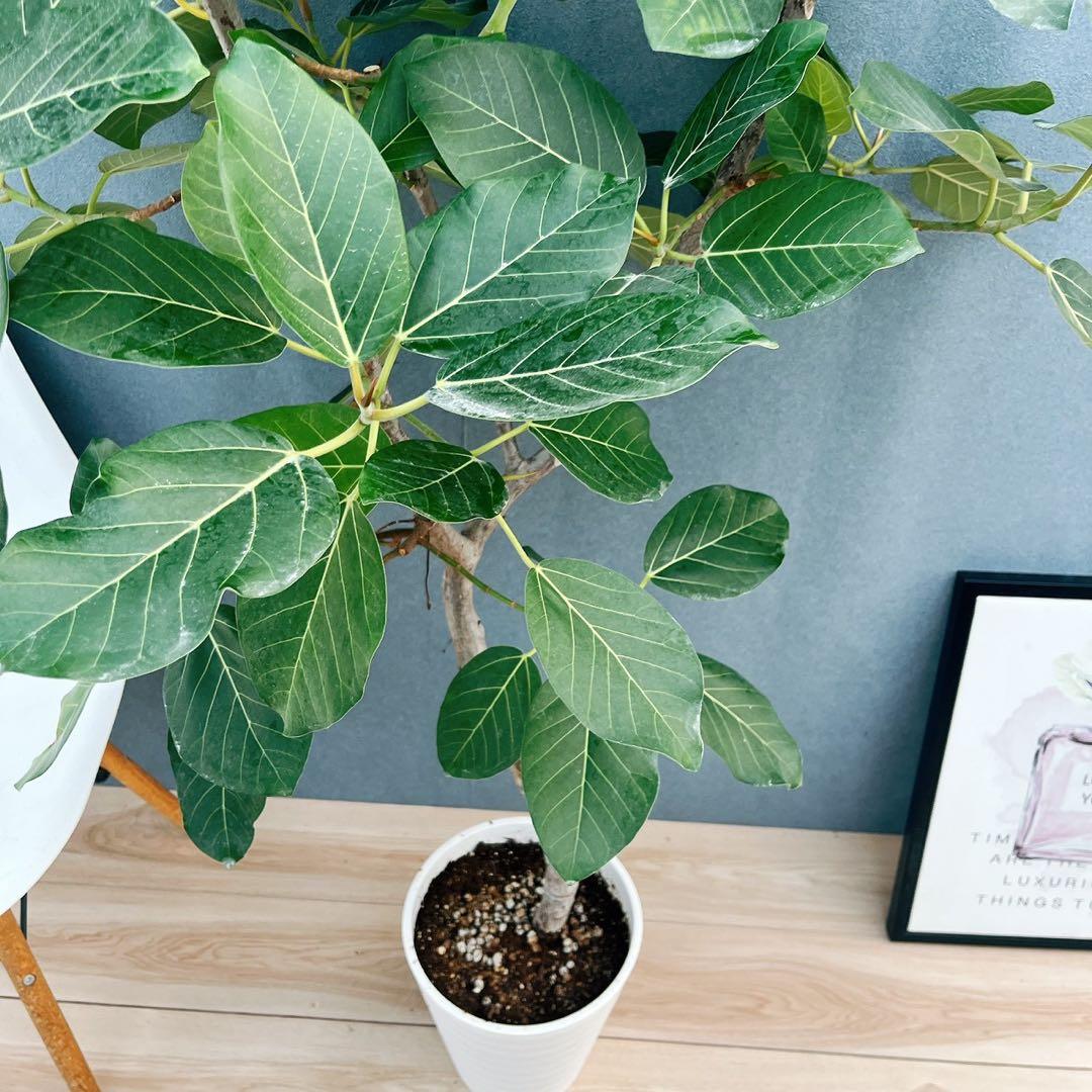 ［現品］【希少】86番　フィカスグランディス　8号　観葉植物　室内　大型　レア