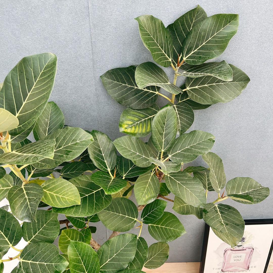 ［現品］【希少】86番　フィカスグランディス　8号　観葉植物　室内　大型　レア