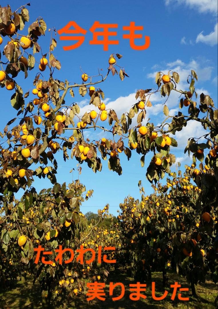 No.306 愛媛県産 愛宕柿 あたご柿 干し柿用 渋柿 約30キロ