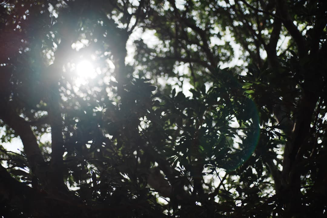 極美品 AF Ai Micor-Nikkor 60mm F2.8D 475