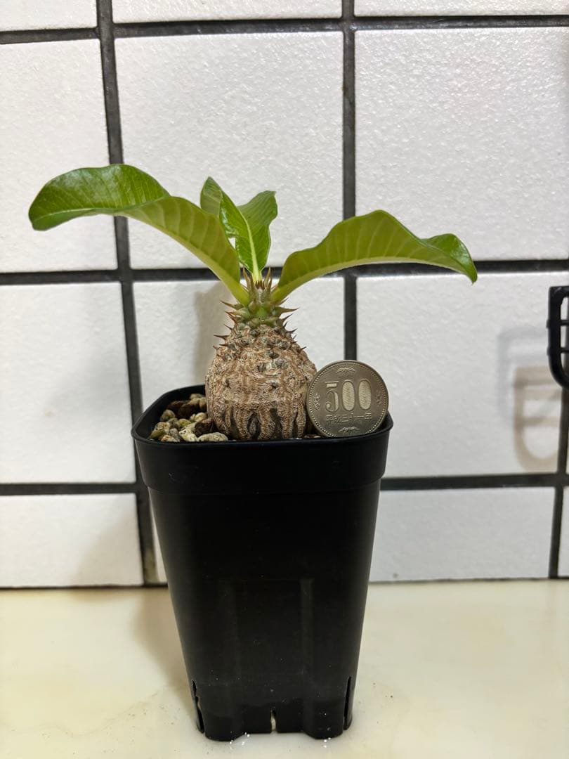 ウィンゾリー　実生株　良型