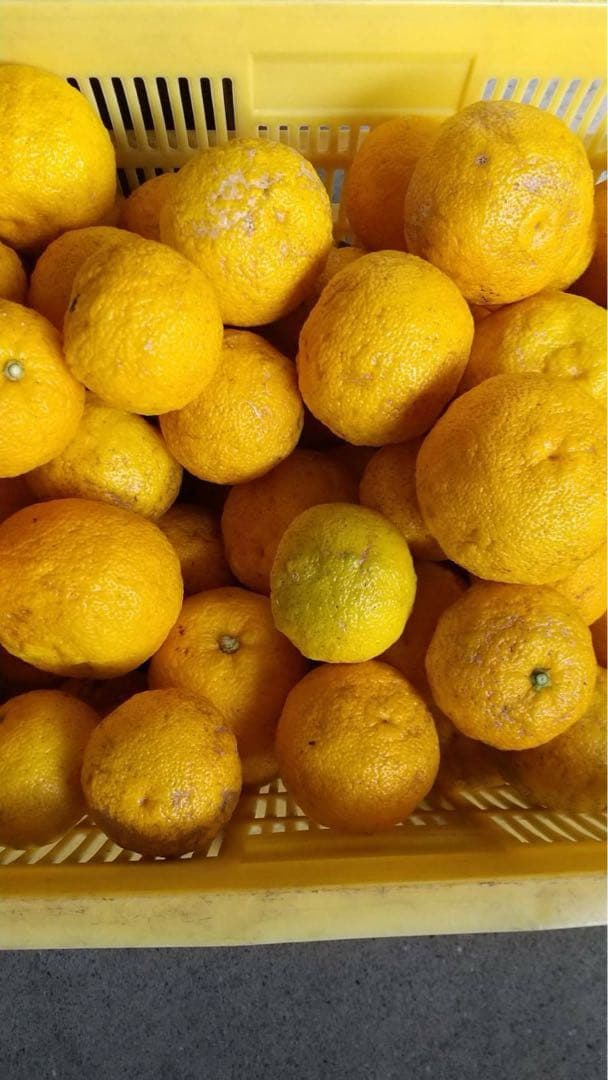 完全無農薬　柚子　ゆず　箱込み10kg ちょっと入ります！