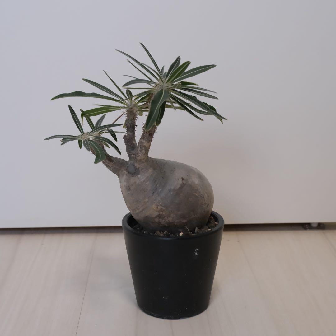 パキポディウム　グラキリス　現地球（最終値下げ）