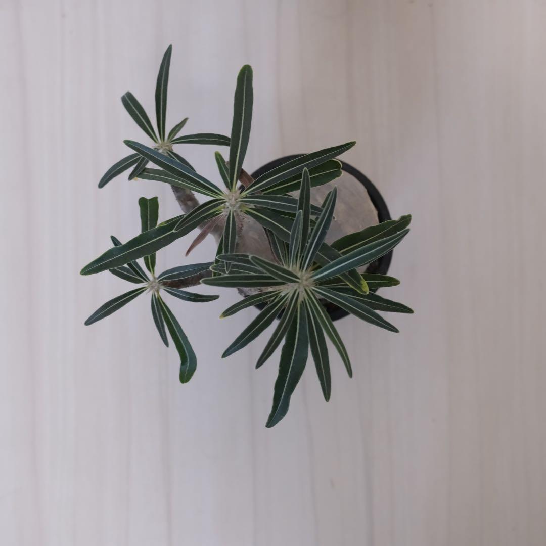 パキポディウム　グラキリス　現地球（最終値下げ）