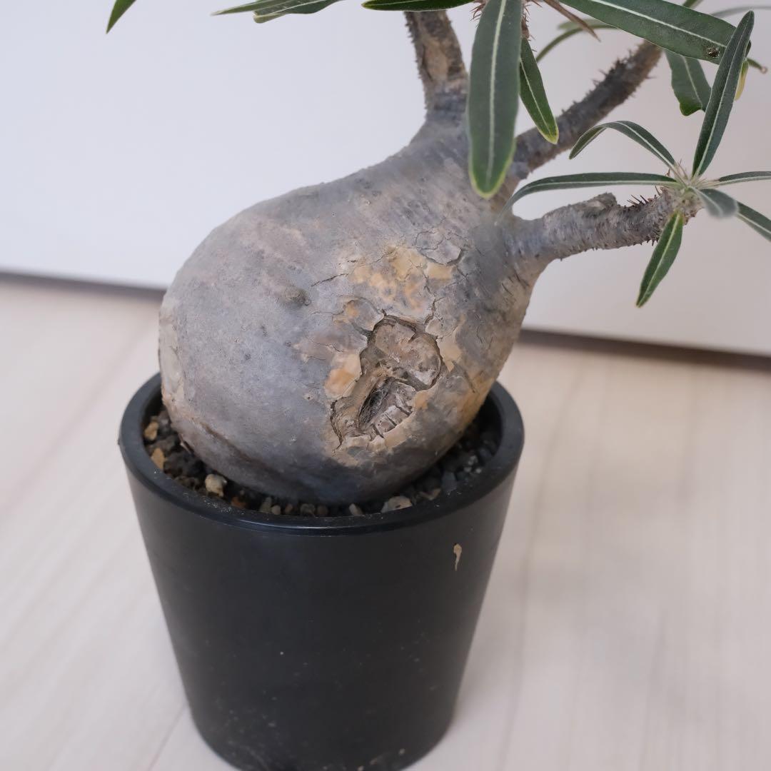 パキポディウム　グラキリス　現地球（最終値下げ）