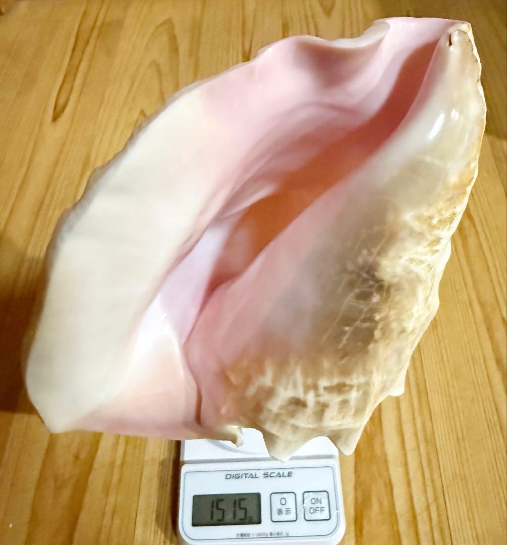 希少古代特大肉厚桃色法螺貝　（ピンク貝）法螺貝　ほら貝❣️コンク貝笛