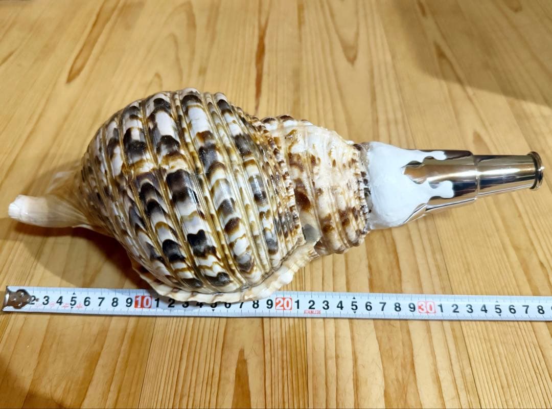 肉厚修験道法螺貝　山伏　密教　魔除け　熊よけ❣️ホラガイ　ほら貝