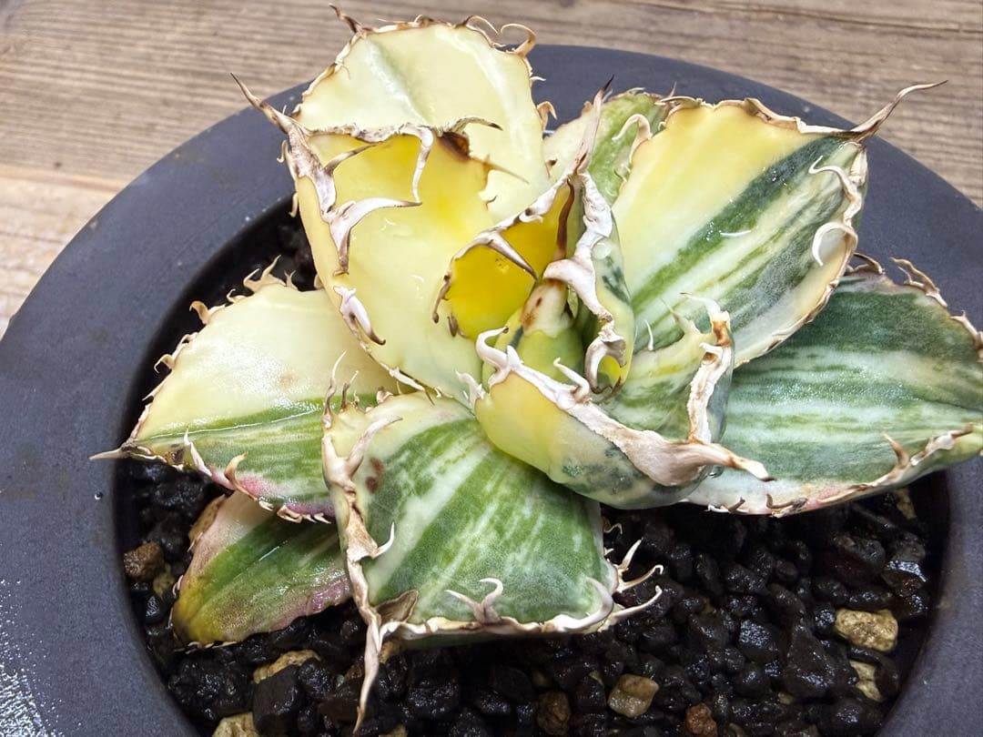 【超超希少株】白鯨錦　縞班　全班【コレクション株】【発根済】【小石原焼】