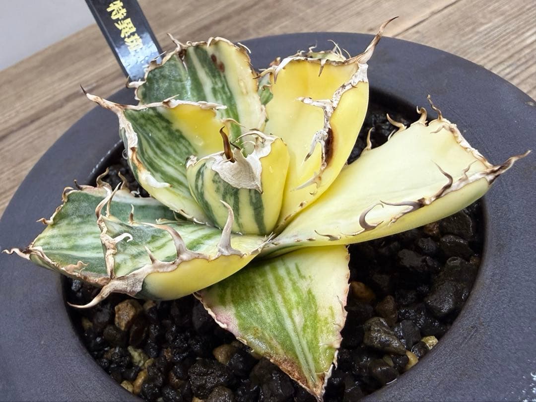 【超超希少株】白鯨錦　縞班　全班【コレクション株】【発根済】【小石原焼】