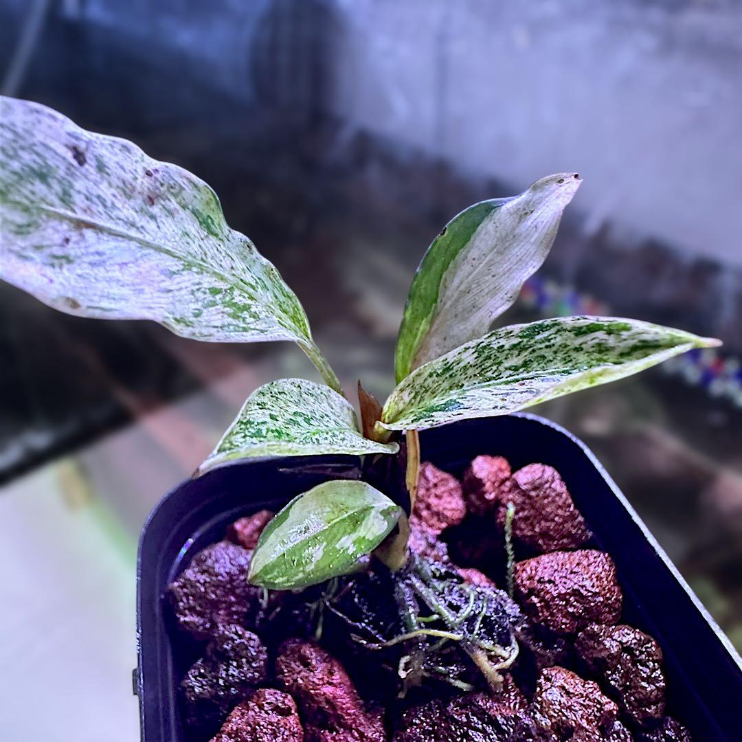 み*！様 ブセファランドラ（斑入り株）Bucephalandra Pipto と