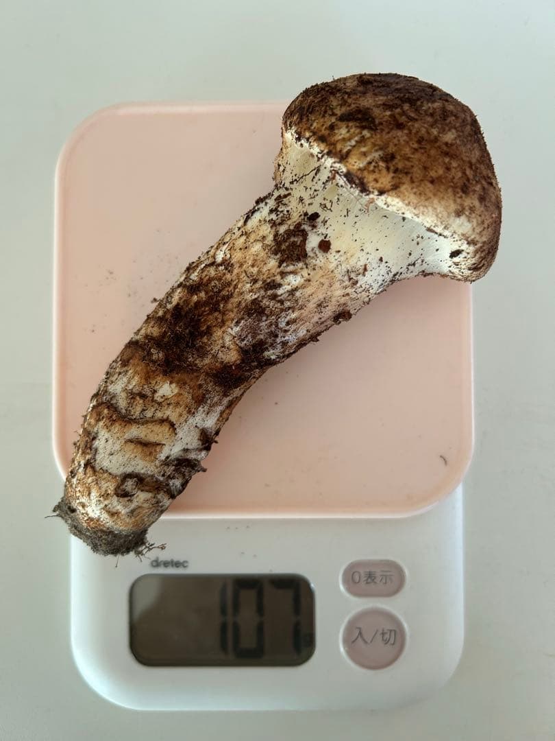 岡山県産松茸送料込み