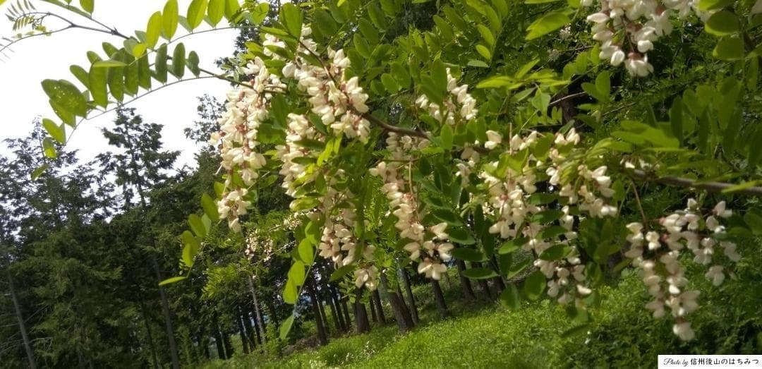 【再】アカシア 百花 1000g 各１本 長野県産 国産蜂蜜 生蜂蜜 西洋蜜蜂