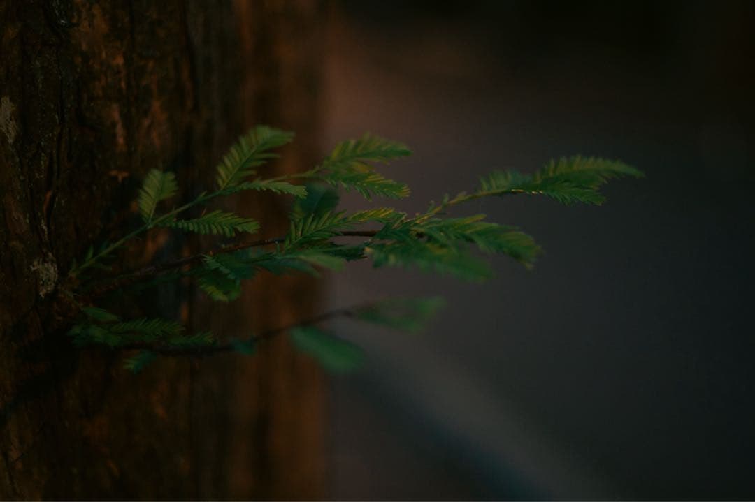 【タケぼう】⭐︎シュナイダー Retina-Xenon 50mm f1.9⭐︎