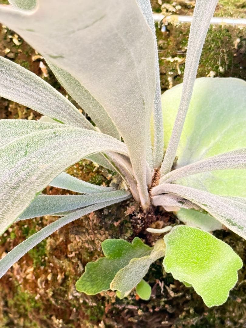 AIRITO　ビカクシダ　P. Willinckii 'Spur' OC