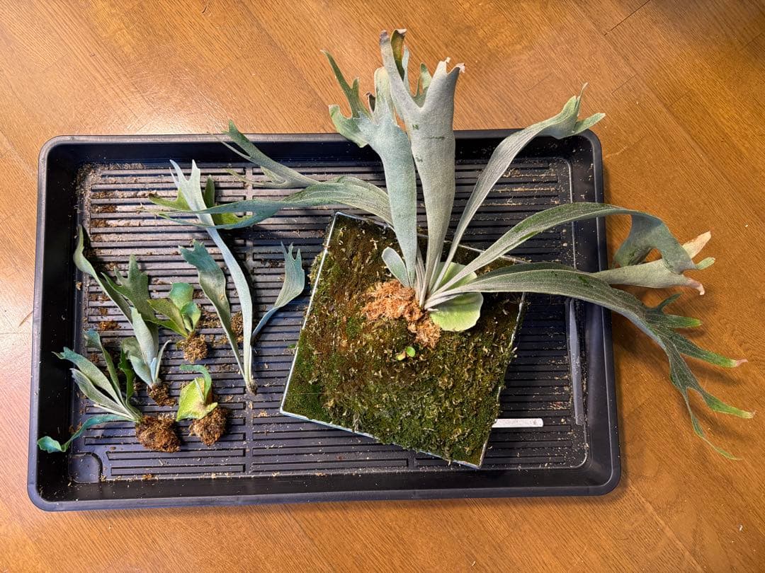 AIRITO　ビカクシダ　P. Willinckii 'Spur' OC